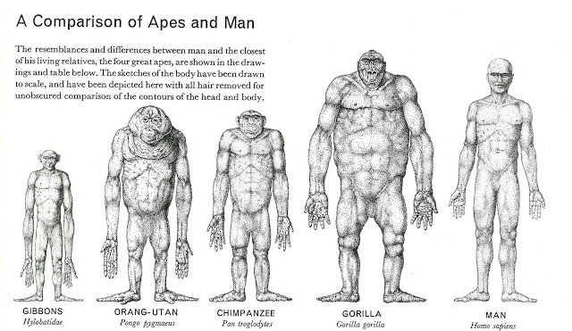 Comparison of apes and Man