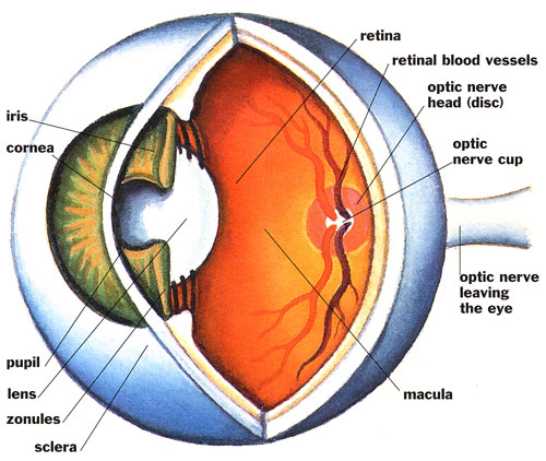 Eye-Diagram