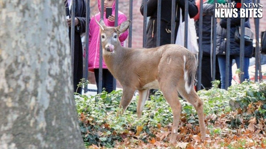harlem-deer-ii